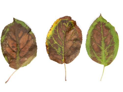 Feuilles de pommier avec brûlures