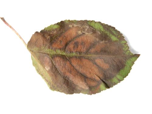 Pomme_calcium (Ca)_4