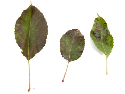 Pomme - cuivre (sulfate de cuivre tribasique) (M1)_3