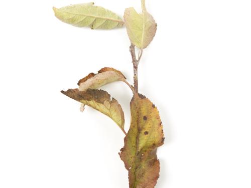 Pommier - glyphosate (9)_1