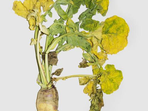 Rutabaga - linuron (5)_1