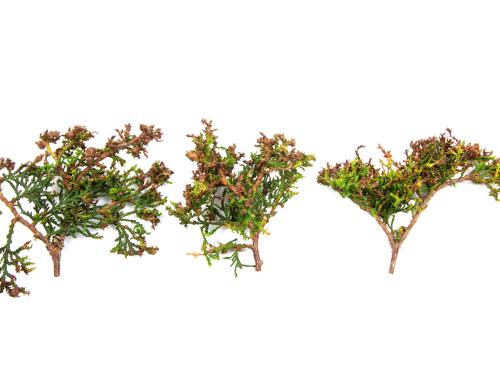Feuilles de thuya avec jaunissements, brûlures et déformations