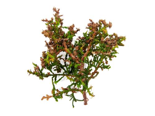 Thuyas_dicamba (4)_4