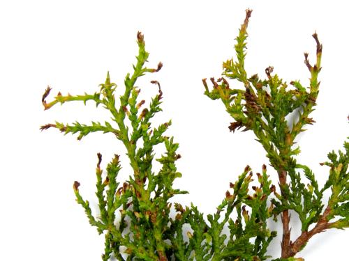 Thuyas_dicamba (4)_5