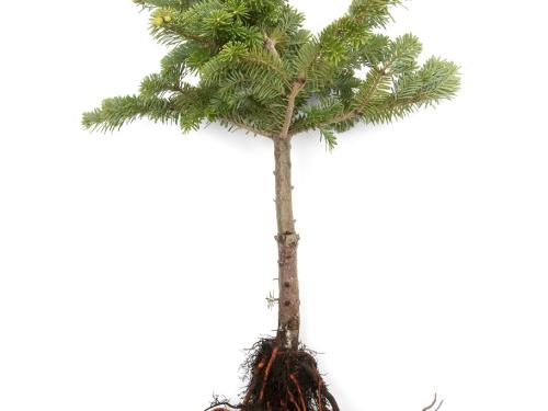 Sapins_pourriture des racines (Phytophthora abietivora)_1