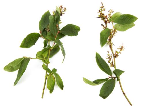 Bleuet en corymbe - dicamba (4)_3