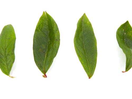 Bleuet en corymbe - dicamba (4)_4