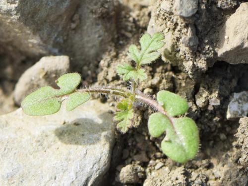 Érodium cicutaire (Erodium cicutarium)_id