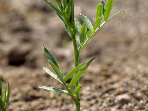 Vesce jargeau(Vicia cracca)_id