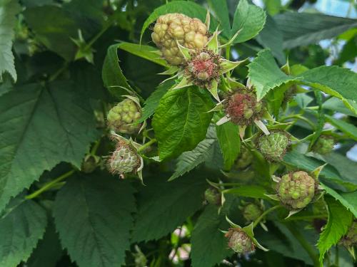 Cladosporiose framboise