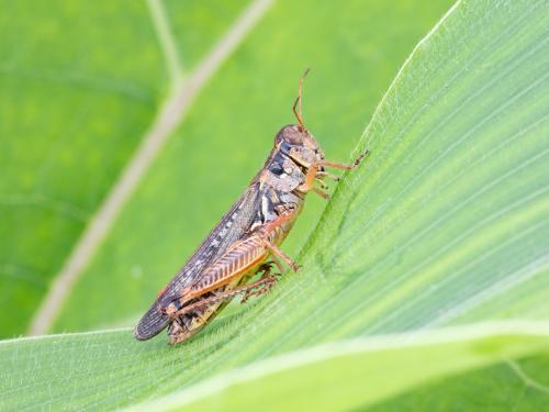 Criquet voyageur (Melanoplus sanguinipes)_3