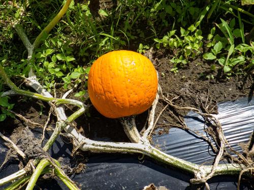 Citrouille plectosporium tabacinum