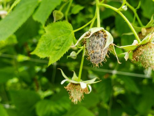Infection simultannée par Botrytis cinerea et Cladosporium cladosporioides