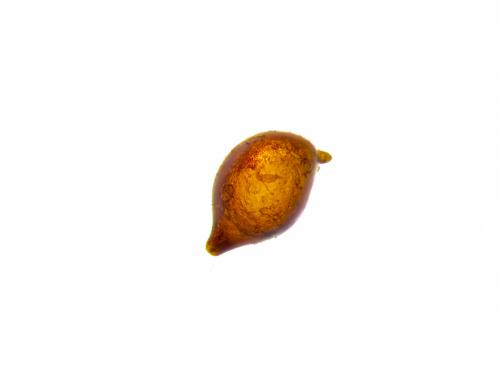 Kyste Heterodera glycines