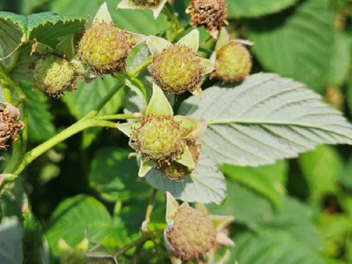 Cladosporiose framboise