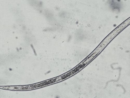 Heterodera glycines