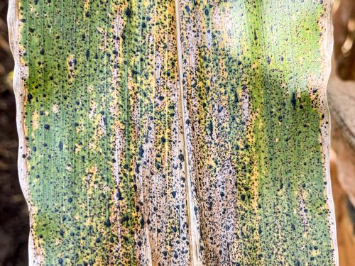 Mais - Tache goudronneuse (Phyllachora maydis)
