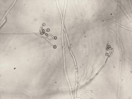 Pythium sp.