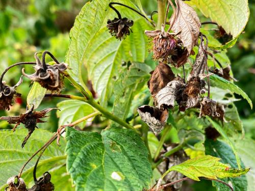 Famboise - brûlure bactérienne (Erwinia amylovora)