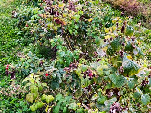 Famboise - brûlure bactérienne (Erwinia amylovora)