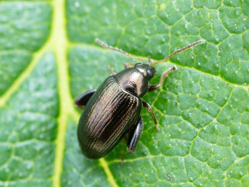 Psylliodes attenuata