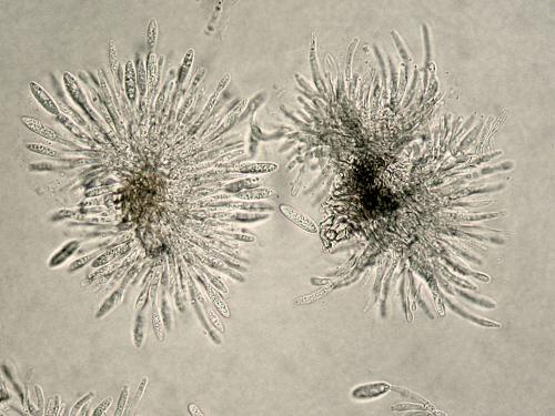 Colletotrichum_acutatum-01
