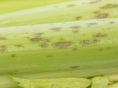 celeri_sep_41611b_lp_iriis