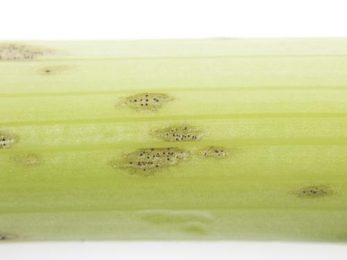celeri_sep_41611c_lp_iriis
