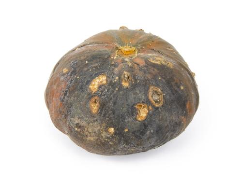 courge_stag_cucu_55846a_ad_iriis