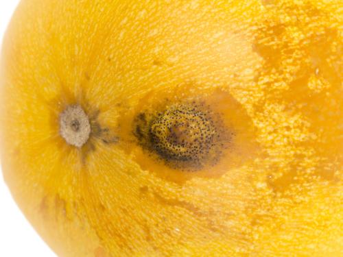 courge_stag_cucu_56498b_ad_iriis