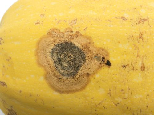 Courges - Chancre gommeux (Stagonosporopsis cucurbitacearum)_20