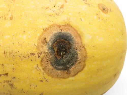 Courges - Chancre gommeux (Stagonosporopsis cucurbitacearum)_21