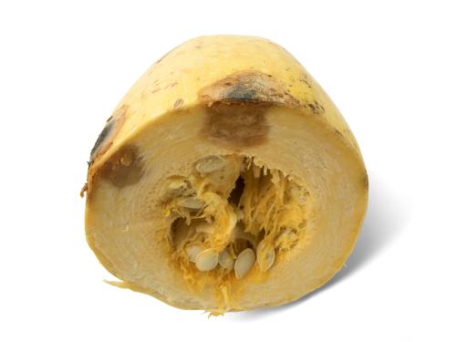 Courges - Chancre gommeux (Stagonosporopsis cucurbitacearum)_22