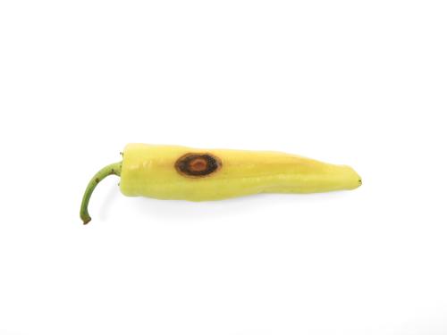 Piment - Anthracnose (Colletotrichum scovillei)_1