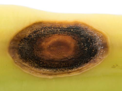 Piment - Anthracnose (Colletotrichum scovillei)_2