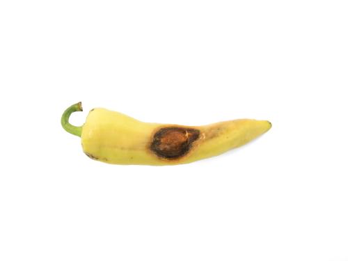 Piment - Anthracnose (Colletotrichum scovillei)_3