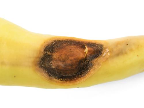 Piment - Anthracnose (Colletotrichum scovillei)_4