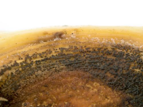 Piment - Anthracnose (Colletotrichum scovillei)_5