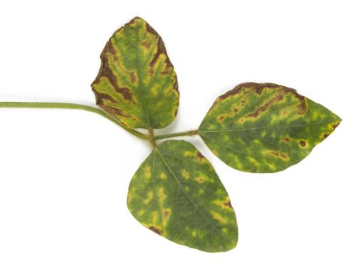 Soya - Syndrome de la mort subite (SMS) - Fusarium virguliforme