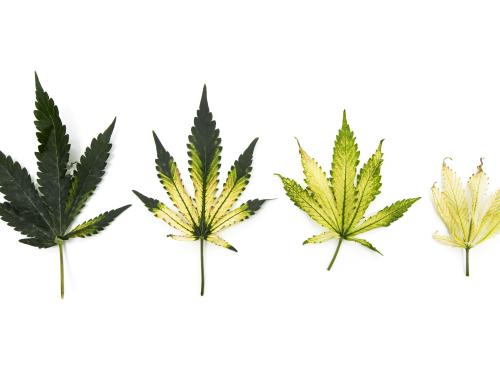Cannabis_quinclorac (4)_6