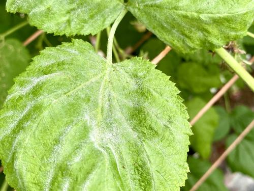 Framboise - Blanc (Podosphaera aphanis)_2