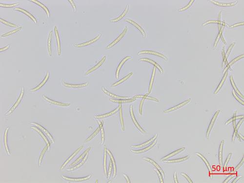 Fusarium virguliforme