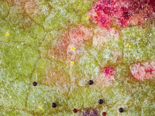 Vigne (raisin) - Blanc (Erysiphe necator)_8