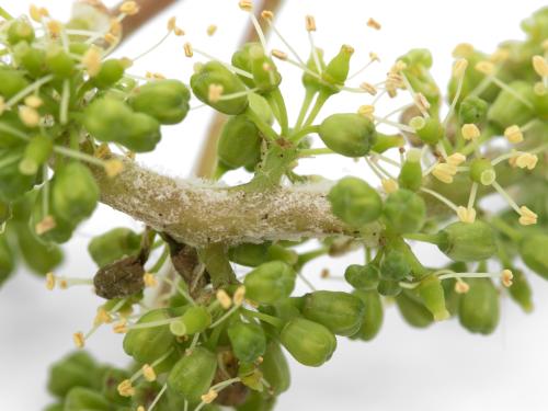 Raisin (vigne) - Mildiou (Plasmopara viticola)