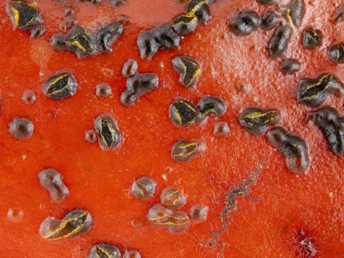 Colletotrichum acutatum_stacking