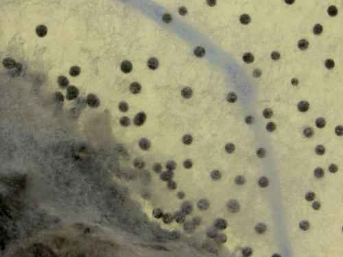 Sclerotium cepivorum