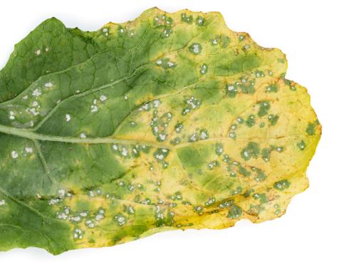 Navet - Rouille blanche des crucifères (Albugo candida)