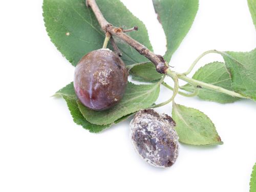Prune - Pourriture brune (Monilinia laxa)