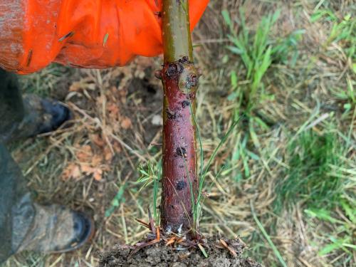 Sapins - Pourritures des racines (Phytophthora abietivora)_5