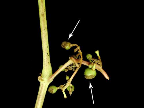 Vigne - Excoriose (Diaporthe neoviticola)